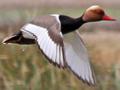 Red-crested Pochard